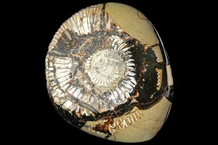 Fossil Ammonite In Septarian Nodule - Madagascar #113496